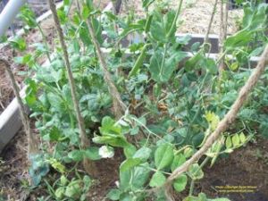 Peas are producing with plenty of space for new seeds