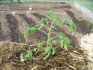 What is the best way to grow tomatoes?
