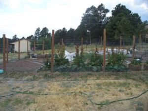 The transformed vegetable garden