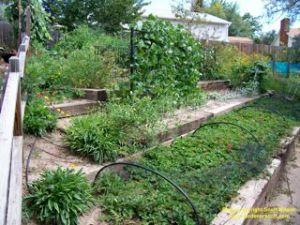 Each year my garden looks different with crop rotation