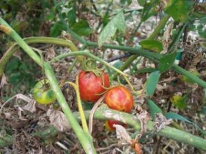 Tomatoes with problems can infect soil