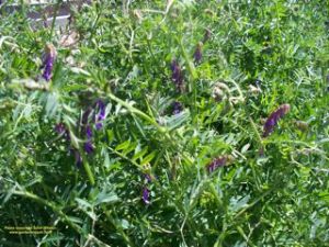 Vetch looks good and adds nitrogen to soil