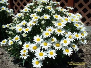 Shasta Daisies are a beautiful deer resistant plant