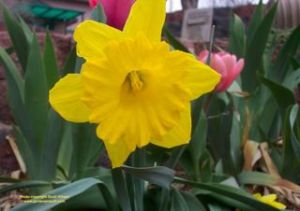 Daffodils are a welcome sign of spring