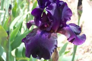 Irises aren't true bulbs and do best when planted in late summer or early fall