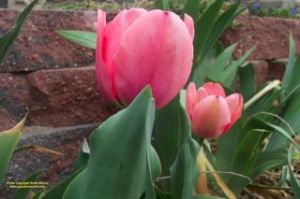 Tulips need to be planted in fall